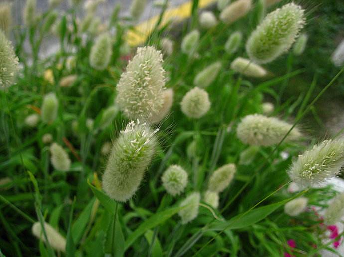 你还记得童年的狗尾草吗,狗尾草小时候