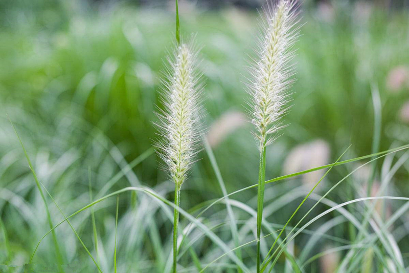 你还记得童年的狗尾草吗,狗尾草小时候