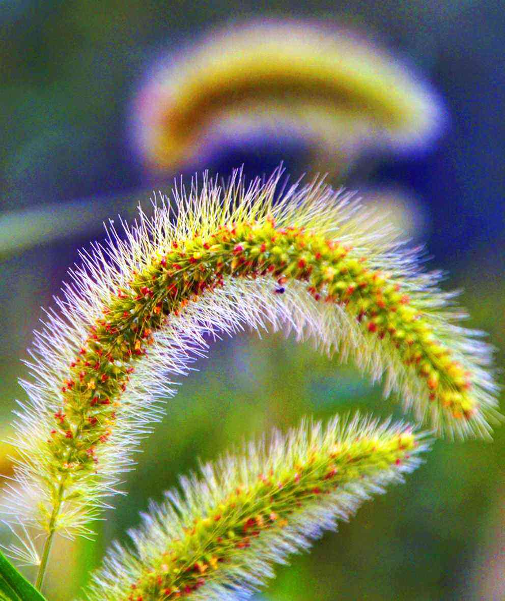 你还记得童年的狗尾草吗,狗尾草小时候