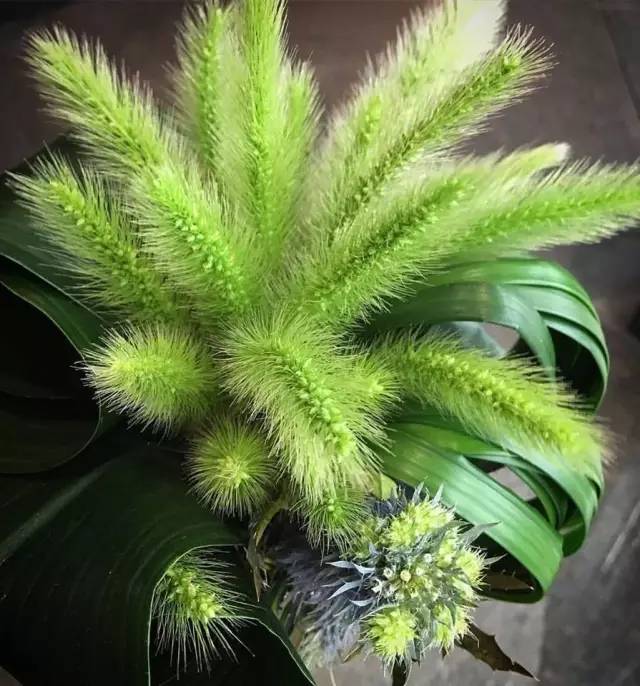 你还记得童年的狗尾草吗,狗尾草小时候