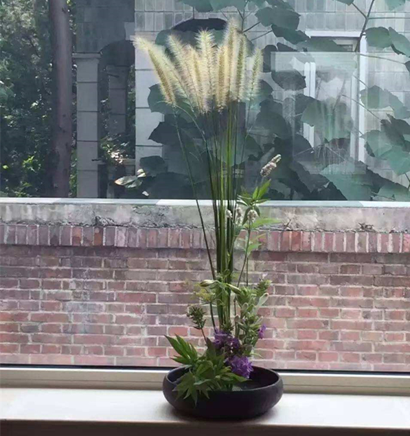 你还记得童年的狗尾草吗,狗尾草小时候