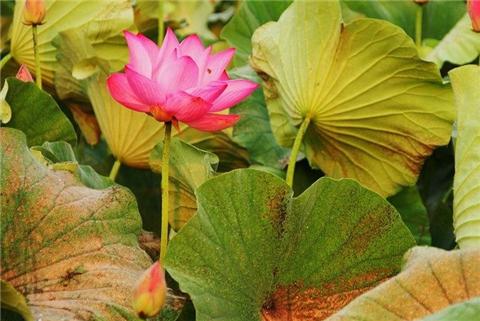 荷花叶子发黄一招搞定,大荷花叶子发黄怎么回事