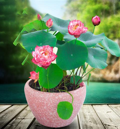 荷花叶子发黄一招搞定,大荷花叶子发黄怎么回事