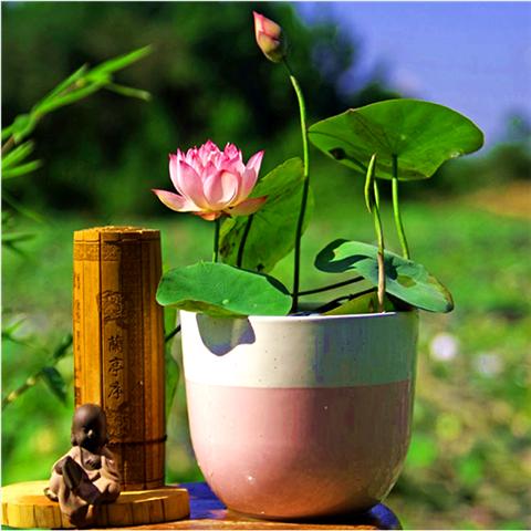 荷花叶子发黄一招搞定,大荷花叶子发黄怎么回事