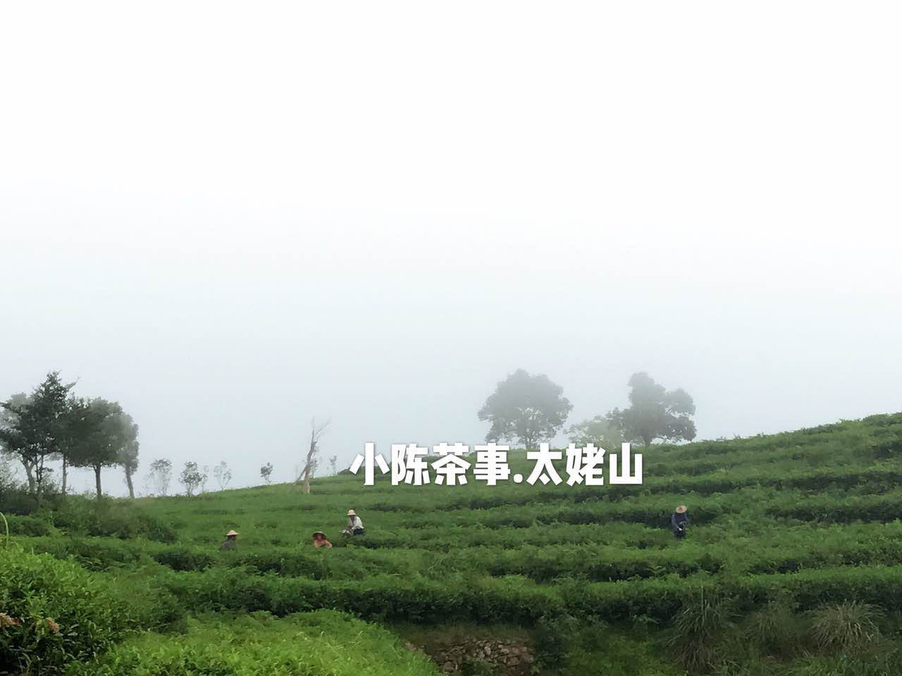武夷岩茶是红茶还是绿茶,白茶红茶绿茶哪个季节喝比较合适