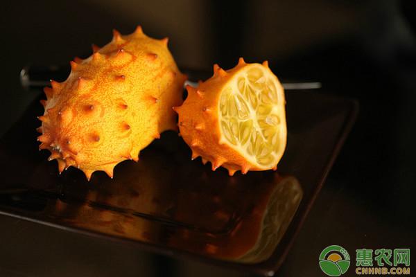 这种从非洲引进的洋果，虽说全身带刺，但却是减肥美容的佳品