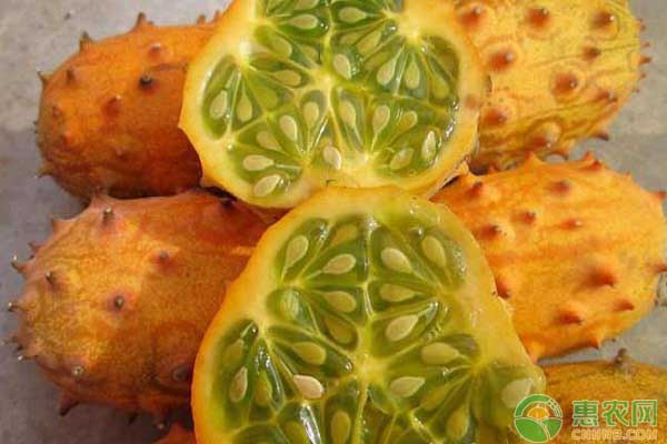 这种从非洲引进的洋果，虽说全身带刺，但却是减肥美容的佳品