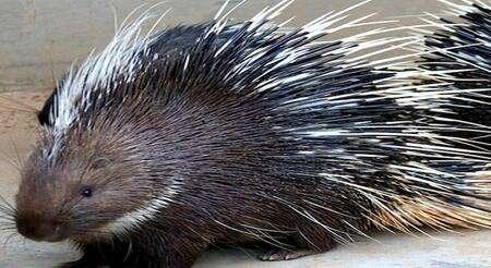 浜虹被涓栫晫鐨勭湡姝g濂囧疂璐濆浘,涓栫晫涓婄湡鐨勪細鏈夌濂囧疂璐濆悧