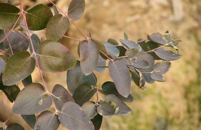 浜虹被涓栫晫鐨勭湡姝g濂囧疂璐濆浘,涓栫晫涓婄湡鐨勪細鏈夌濂囧疂璐濆悧