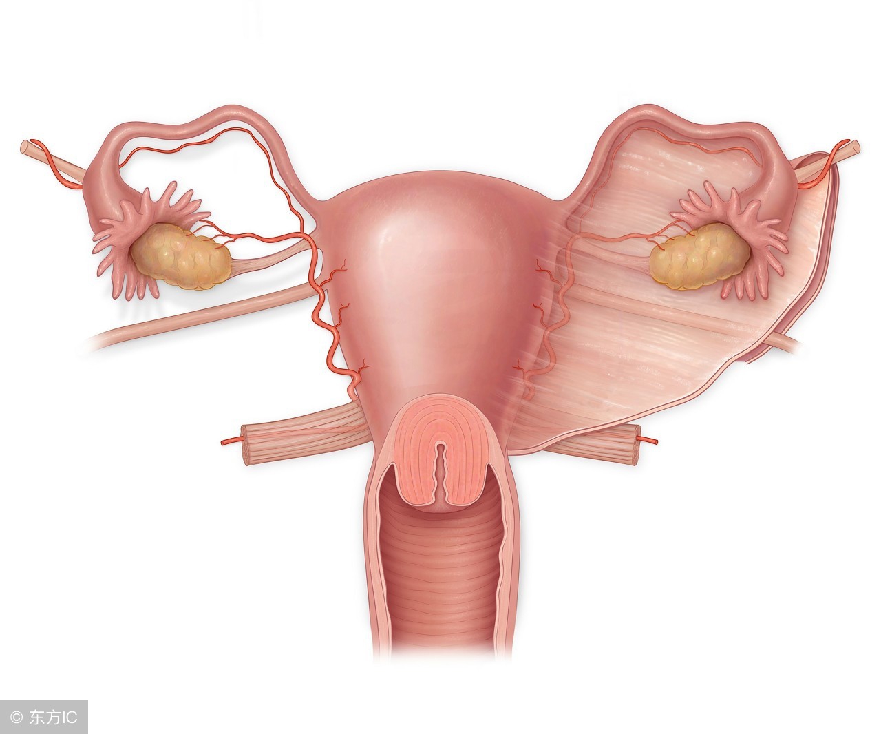44岁子宫内膜增厚出血多会变癌吗,子宫内膜增厚一直出血怎么治疗好