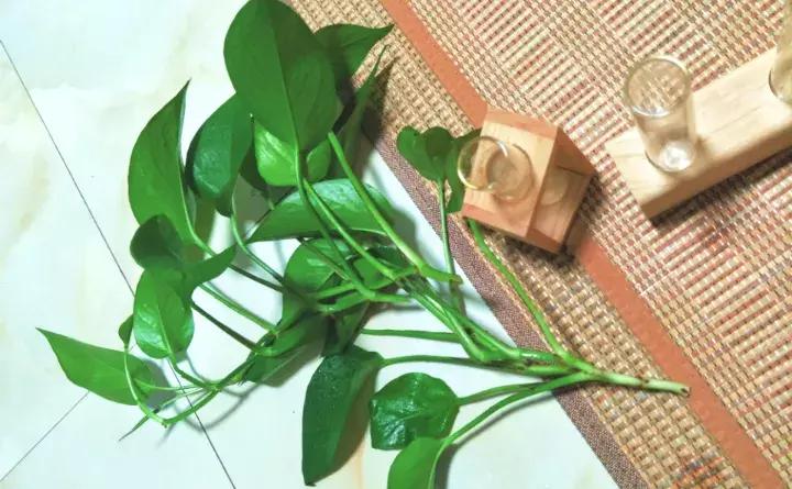 绿萝盆栽烂根了怎么办,君子兰绿萝叶子边发黄怎么办