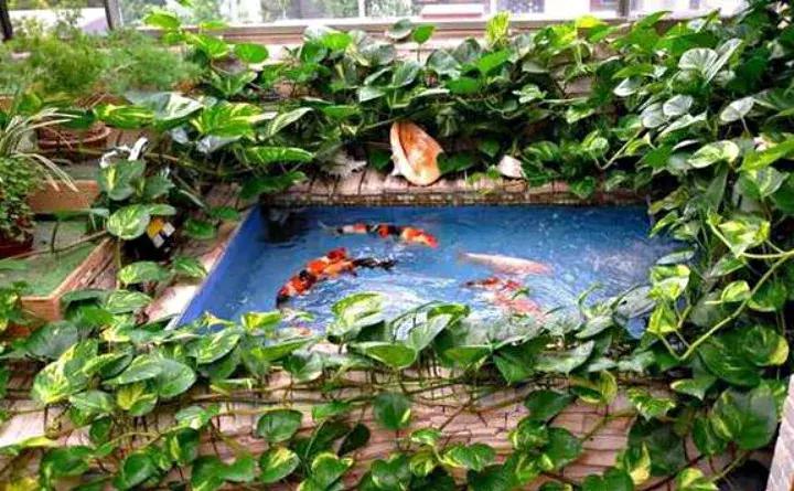 绿萝盆栽烂根了怎么办,君子兰绿萝叶子边发黄怎么办