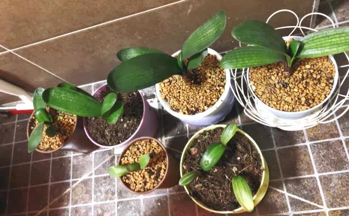 绿萝盆栽烂根了怎么办,君子兰绿萝叶子边发黄怎么办