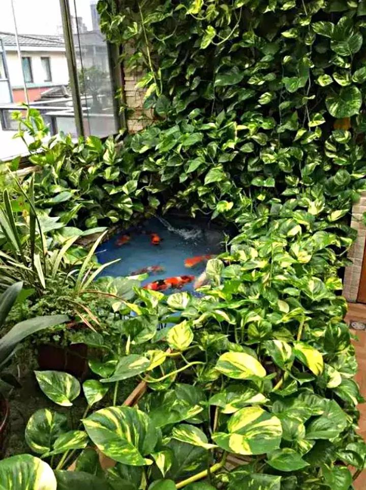 绿萝盆栽烂根了怎么办,君子兰绿萝叶子边发黄怎么办