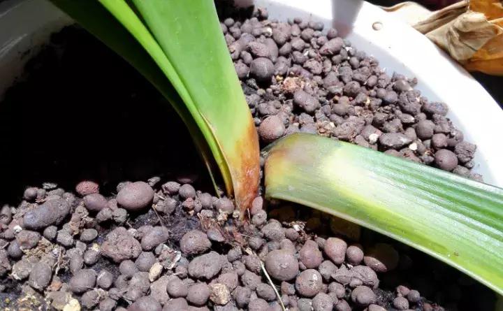 绿萝盆栽烂根了怎么办,君子兰绿萝叶子边发黄怎么办