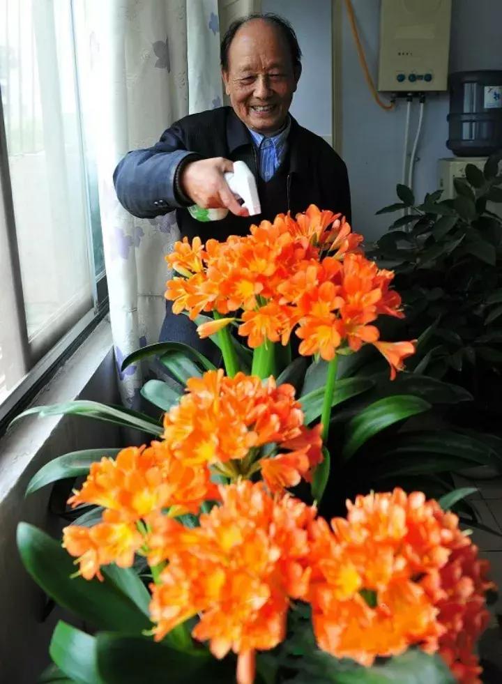 绿萝盆栽烂根了怎么办,君子兰绿萝叶子边发黄怎么办