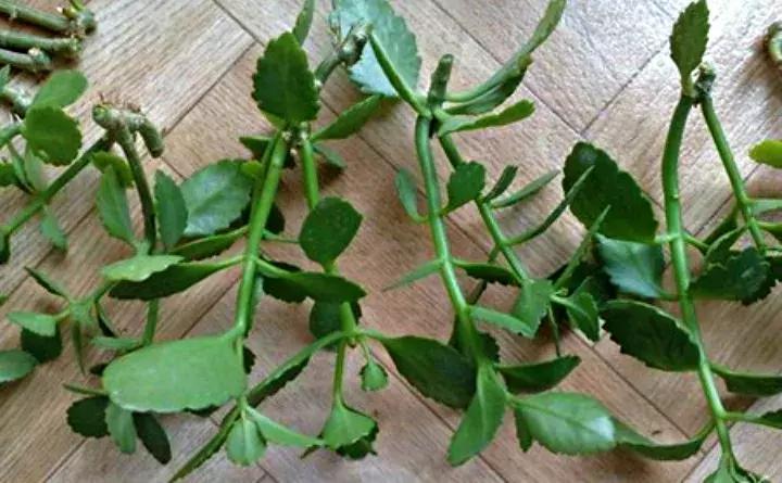 绿萝盆栽烂根了怎么办,君子兰绿萝叶子边发黄怎么办