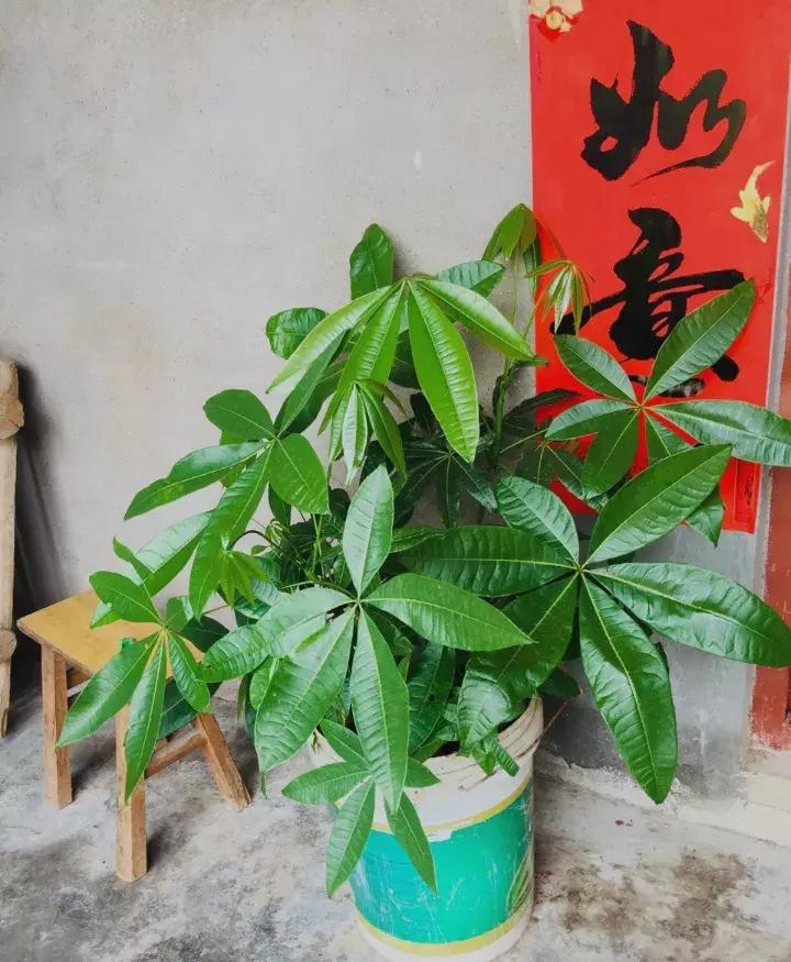 绿萝盆栽烂根了怎么办,君子兰绿萝叶子边发黄怎么办