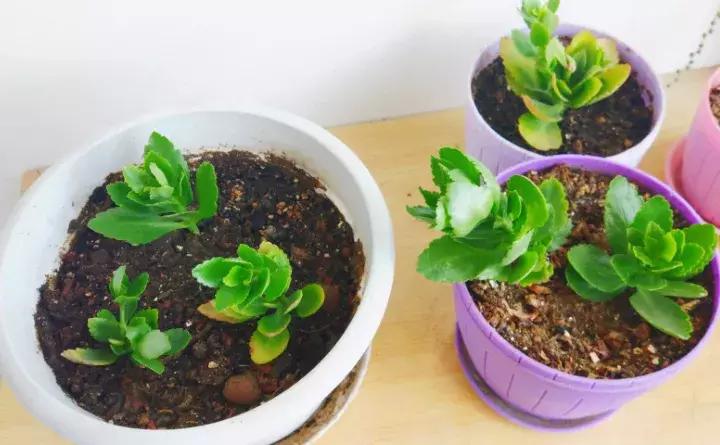 绿萝盆栽烂根了怎么办,君子兰绿萝叶子边发黄怎么办