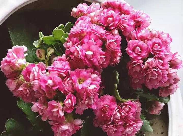 绿萝盆栽烂根了怎么办,君子兰绿萝叶子边发黄怎么办