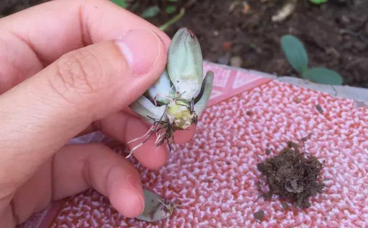 绿萝盆栽烂根了怎么办,君子兰绿萝叶子边发黄怎么办