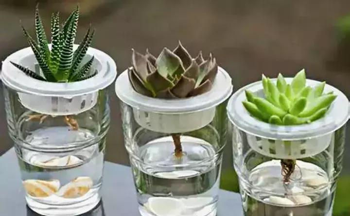 绿萝盆栽烂根了怎么办,君子兰绿萝叶子边发黄怎么办