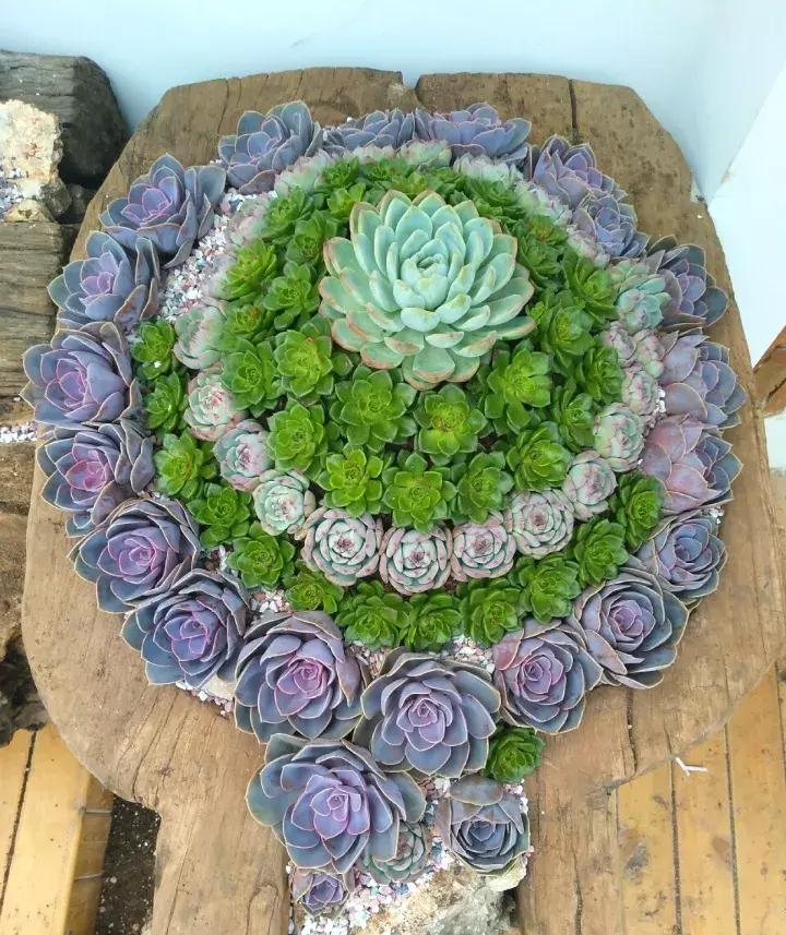 绿萝盆栽烂根了怎么办,君子兰绿萝叶子边发黄怎么办