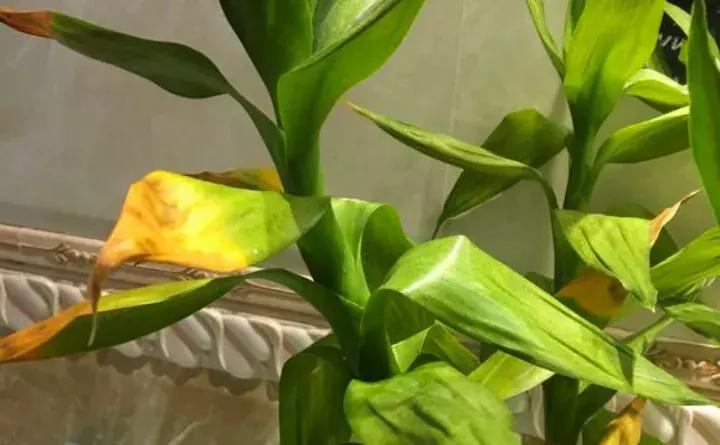绿萝盆栽烂根了怎么办,君子兰绿萝叶子边发黄怎么办