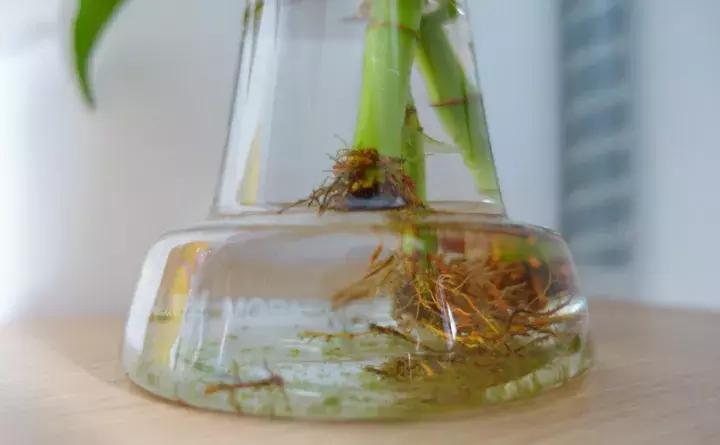 绿萝盆栽烂根了怎么办,君子兰绿萝叶子边发黄怎么办