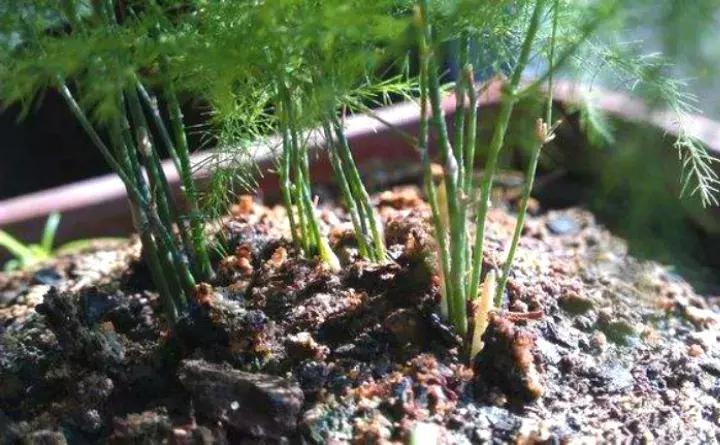 绿萝盆栽烂根了怎么办,君子兰绿萝叶子边发黄怎么办