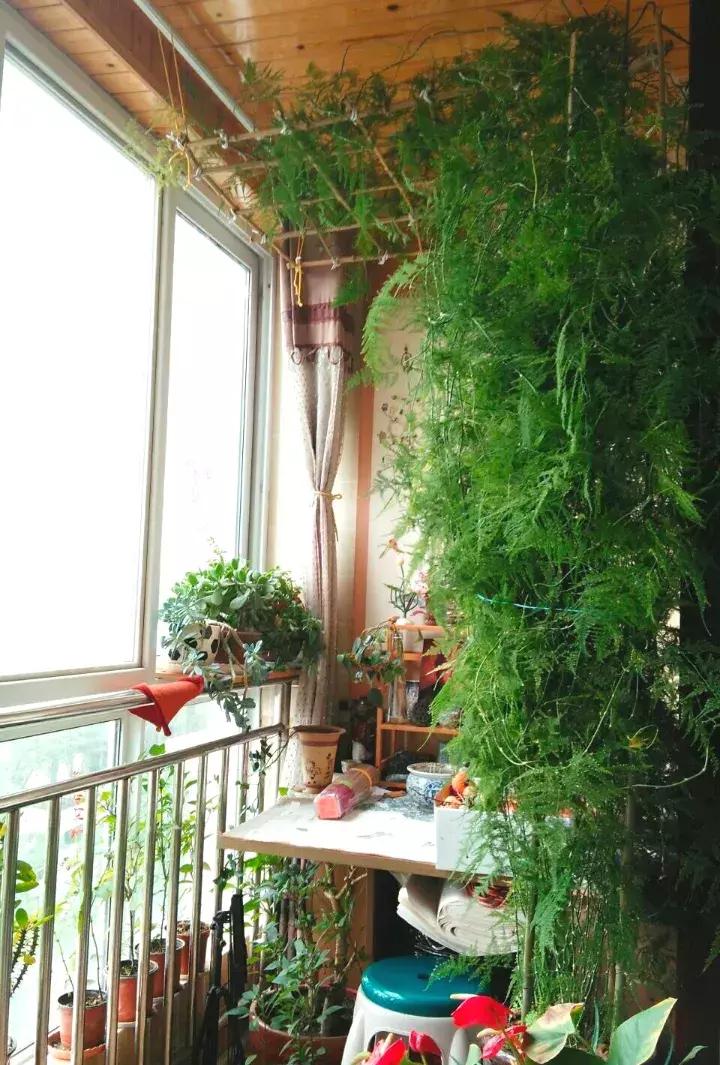 绿萝盆栽烂根了怎么办,君子兰绿萝叶子边发黄怎么办