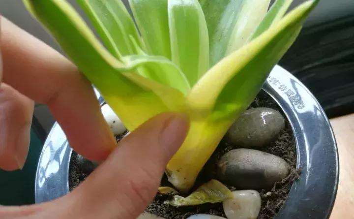 绿萝盆栽烂根了怎么办,君子兰绿萝叶子边发黄怎么办