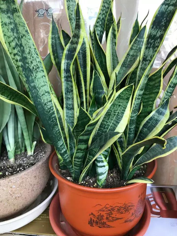 绿萝盆栽烂根了怎么办,君子兰绿萝叶子边发黄怎么办