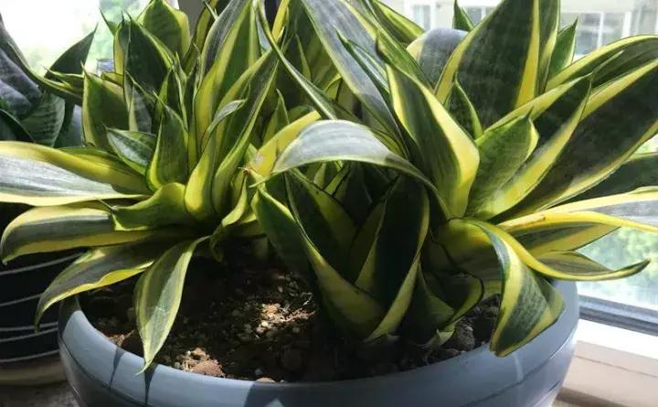 绿萝盆栽烂根了怎么办,君子兰绿萝叶子边发黄怎么办