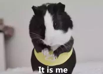 天竺鼠跟天竺有什么关系,原来只是想说明一个道理