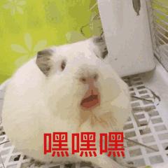 天竺鼠跟天竺有什么关系,原来只是想说明一个道理