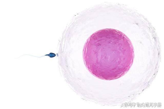 女人一个月排卵能排几个卵子,女人一个月会排卵子在哪几天