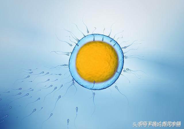 女人一个月排卵能排几个卵子,女人一个月会排卵子在哪几天