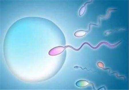 有多少精子可以与卵子相遇,一个精子和一个卵子结合吗