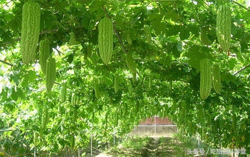 苦瓜是切了后焯水还是整个焯水好,苦瓜焯水会发黄怎么办