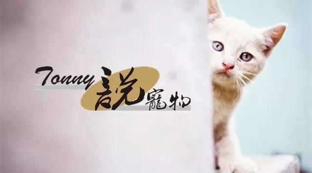 学宠物美容师会失业吗,当宠物美容师需要什么心理条件