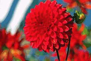 会动的图片大全,会动的照片图片