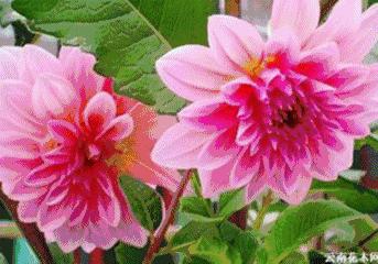 会动的图片大全,会动的照片图片