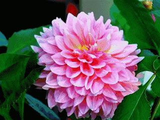 会动的图片大全,会动的照片图片