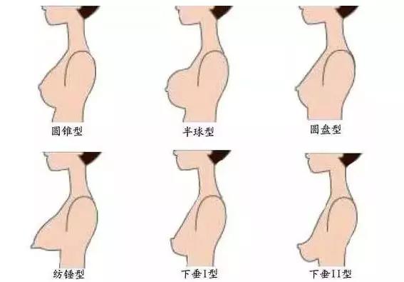 乳房基本知识普及,乳房小秘密科普