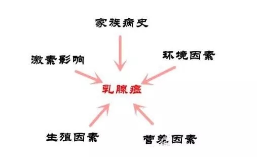 乳房基本知识普及,乳房小秘密科普