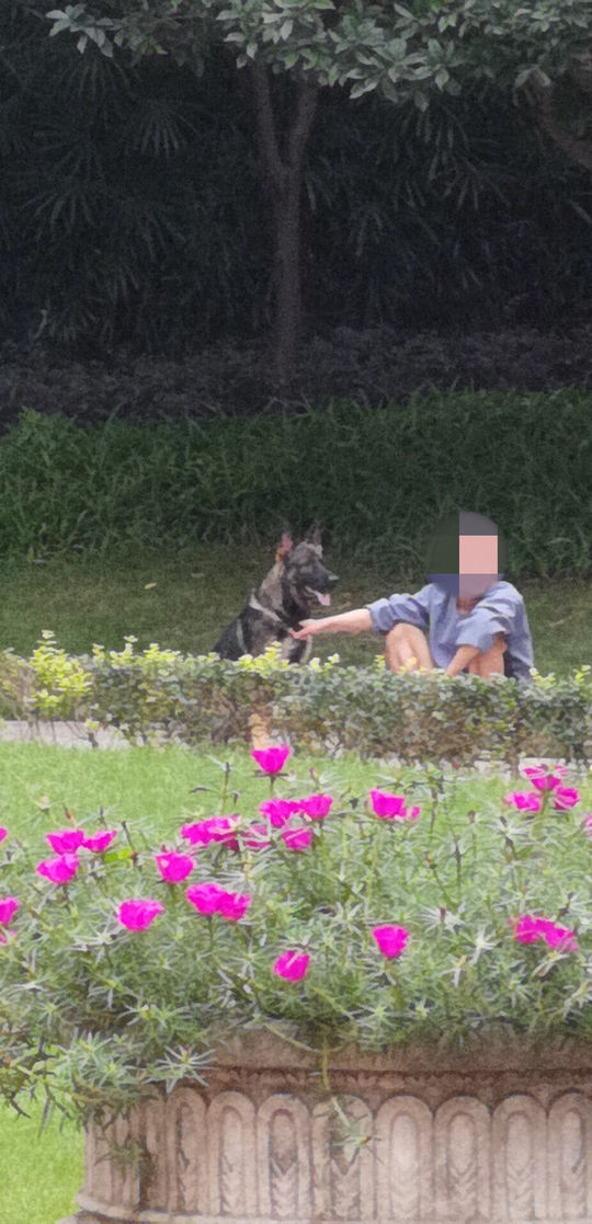 德牧被未牵绳主人暴打,在城市小孩被德牧咬伤怎么赔偿