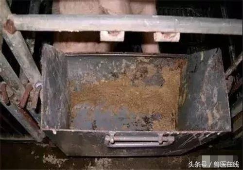 温氏母猪的养殖方法,温氏养猪饲养教学