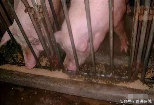 温氏母猪的养殖方法,温氏养猪饲养教学