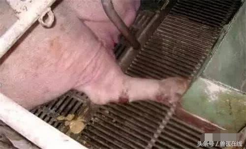 温氏母猪的养殖方法,温氏养猪饲养教学